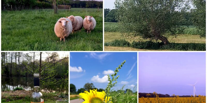 Collage von 5 Naturbildern