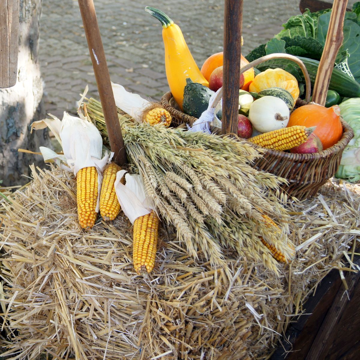 Kürbisse, Maiskolben und Weizen auf einem Strohballen und in einem Korb