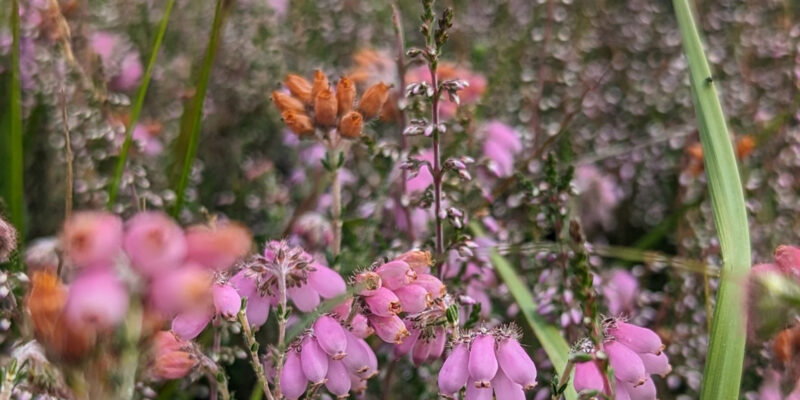 Blühende Heide